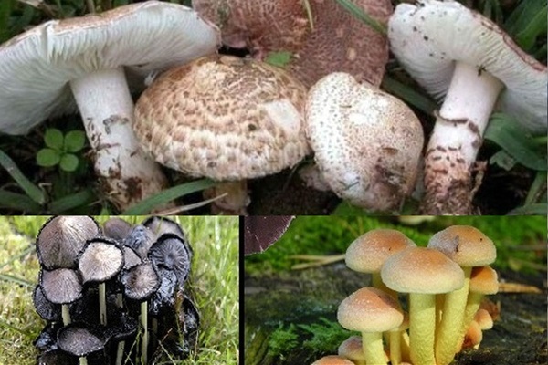 هشدار؛ خطر مسمومیت ناشی از مصرف قارچ‌های وحشی